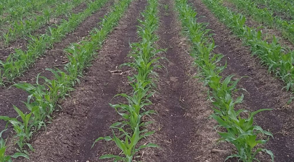 lluvias Jalisco temporal