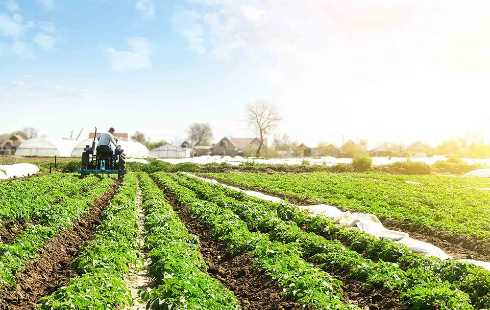 seguridad alimentaria agroindustria uag 2