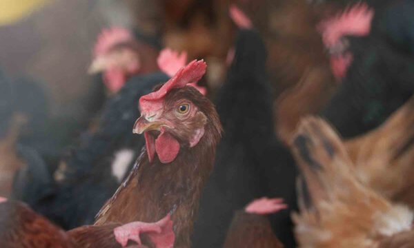 seguridad alimentaria agroindustria uag