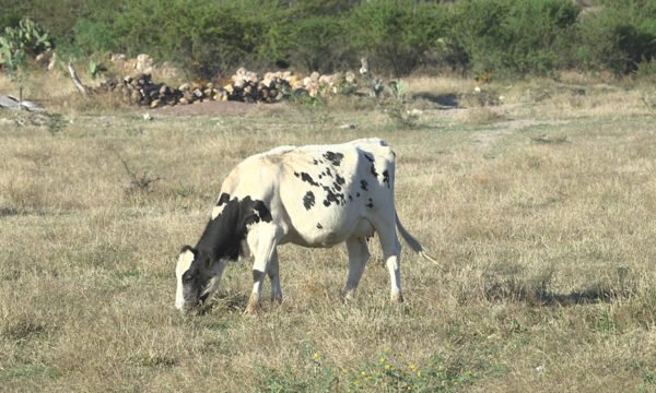 CAMBIO CLIMÁTICO LOS ALTOS DE JALISCO