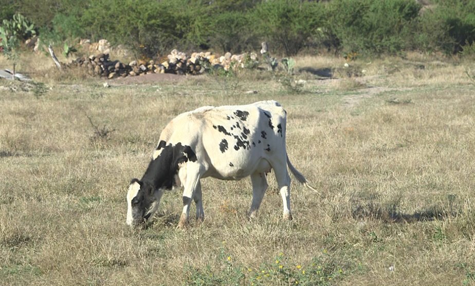 CAMBIO CLIMÁTICO LOS ALTOS DE JALISCO