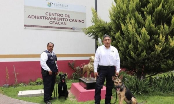 gusano barrenador del ganado mvz jalisco