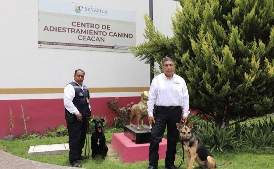 gusano barrenador del ganado mvz jalisco