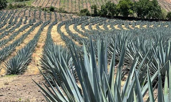 registro agave tequilero