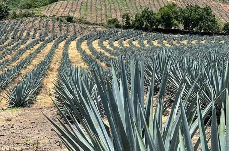 registro agave tequilero