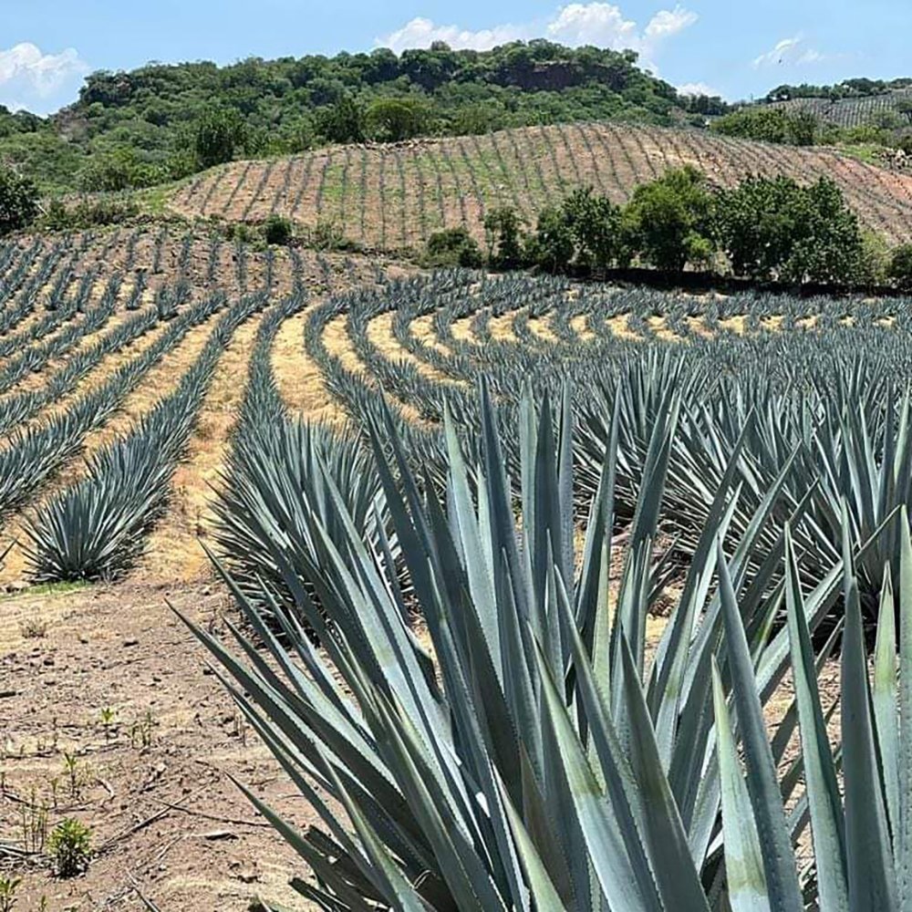 registro agave tequilero