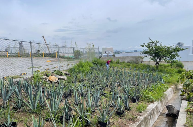 Impacto ambiental agricultura Jalisco