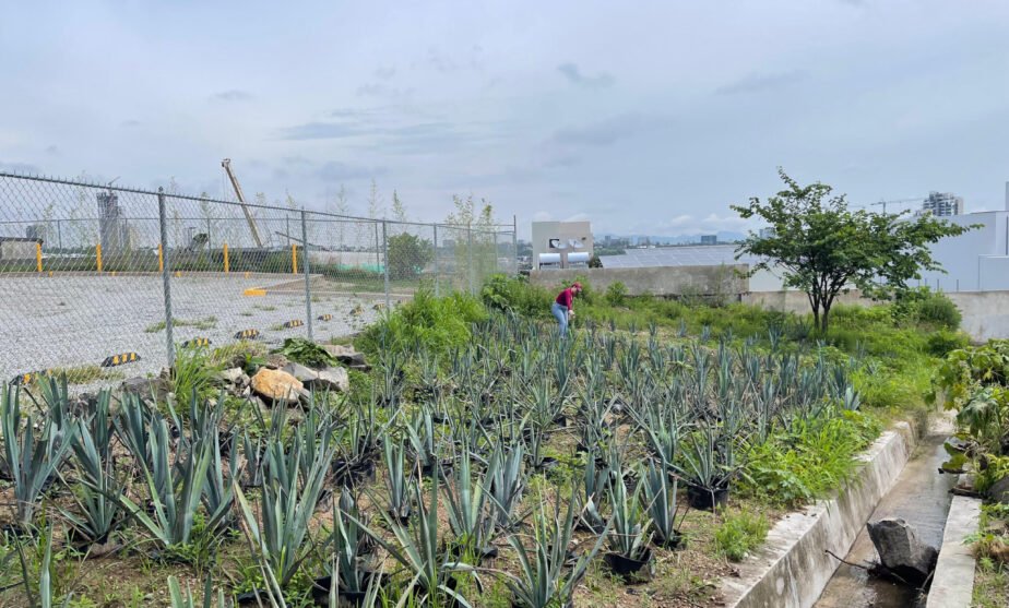 Impacto ambiental agricultura Jalisco