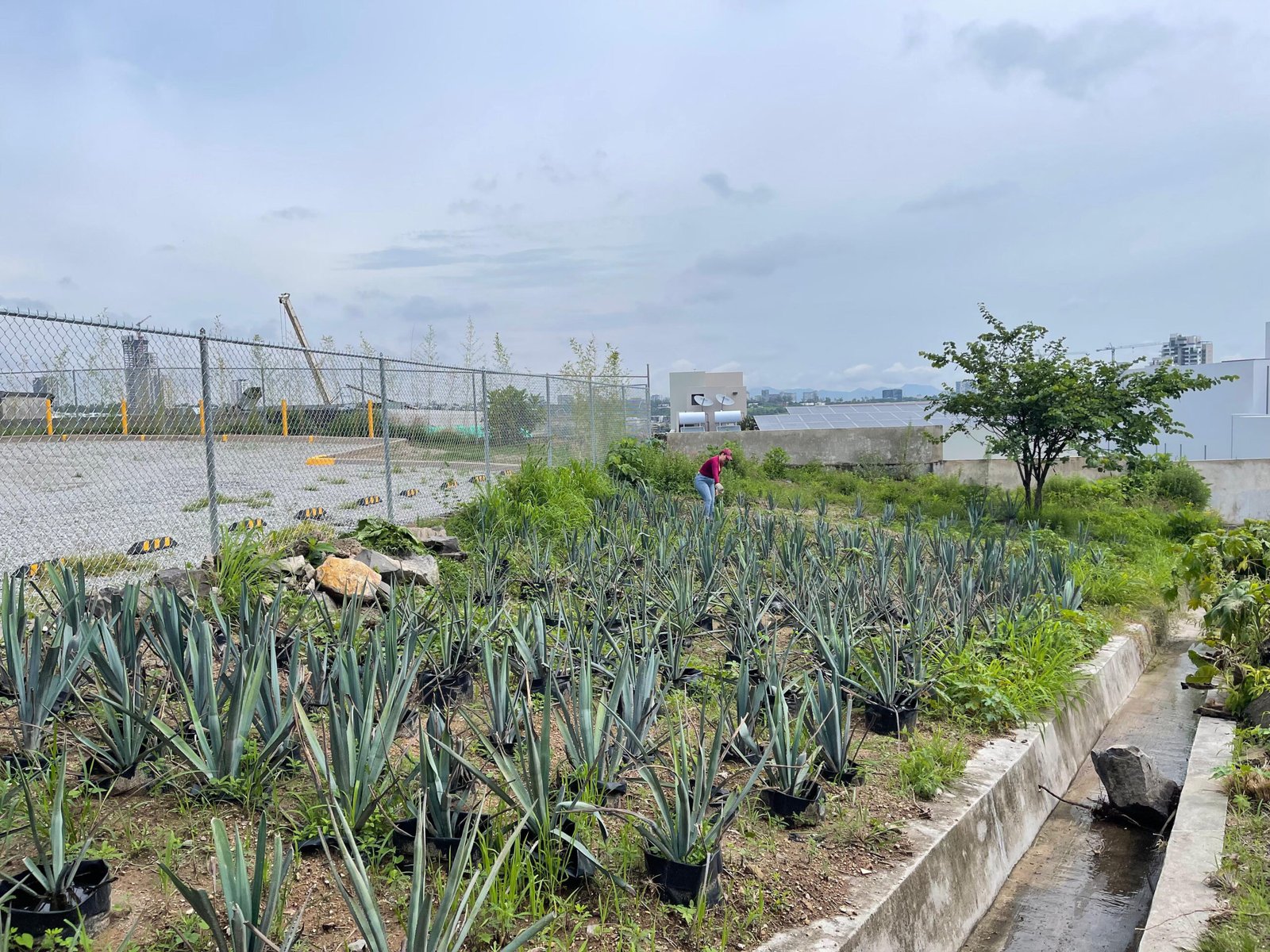 Impacto ambiental agricultura Jalisco
