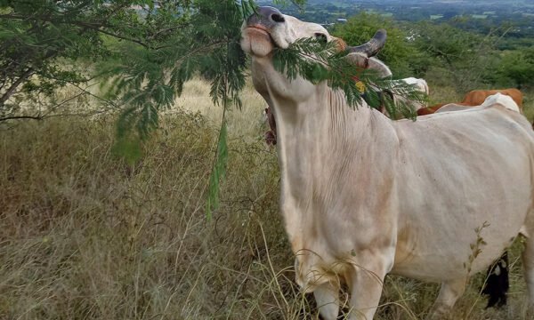 ganadería jalisco el limón