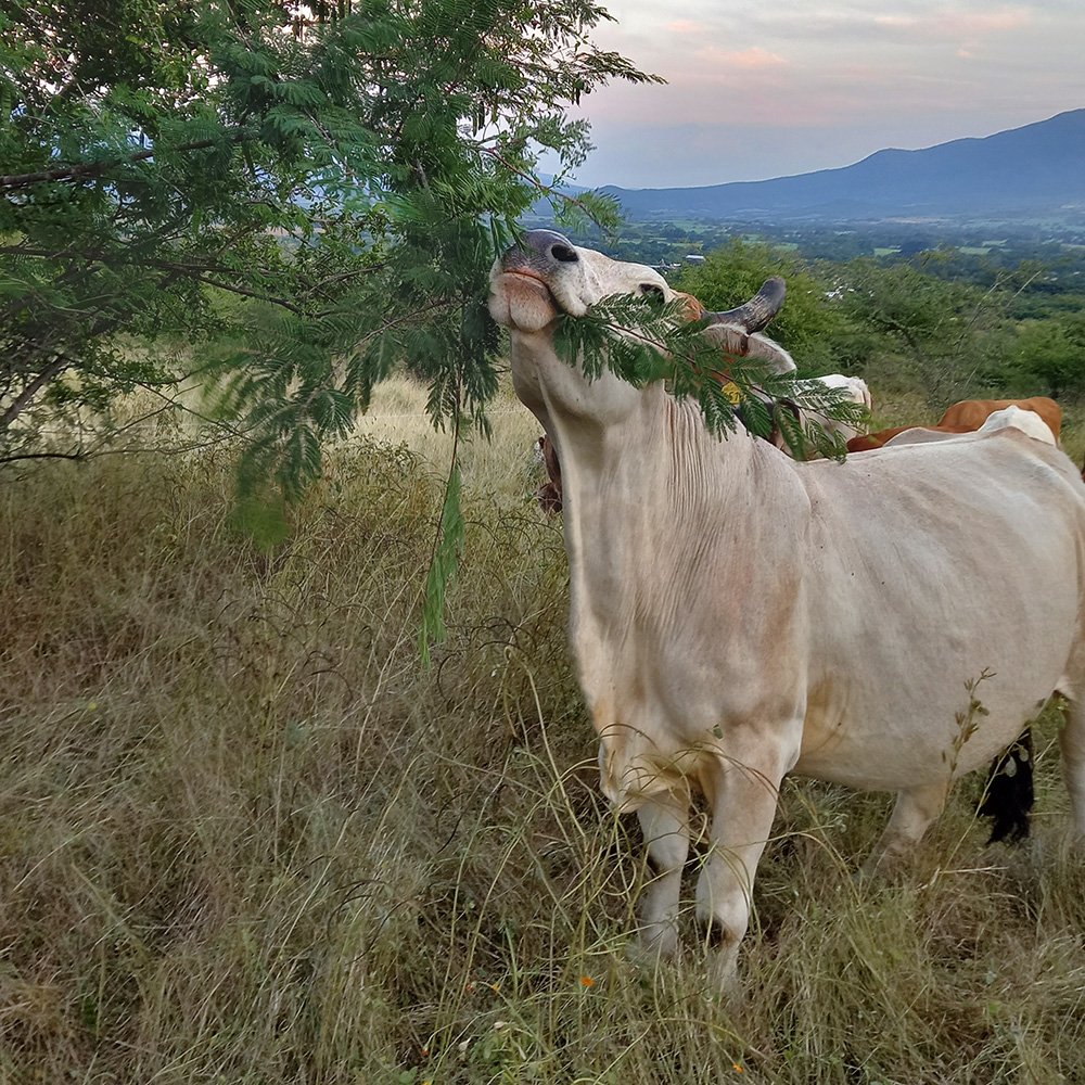 ganadería jalisco el limón