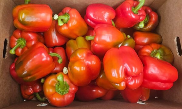 pimiento morrón Guanajuato
