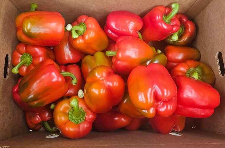 pimiento morrón Guanajuato