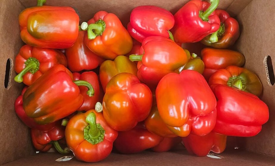 pimiento morrón Guanajuato