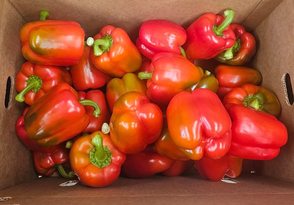 pimiento morrón Guanajuato