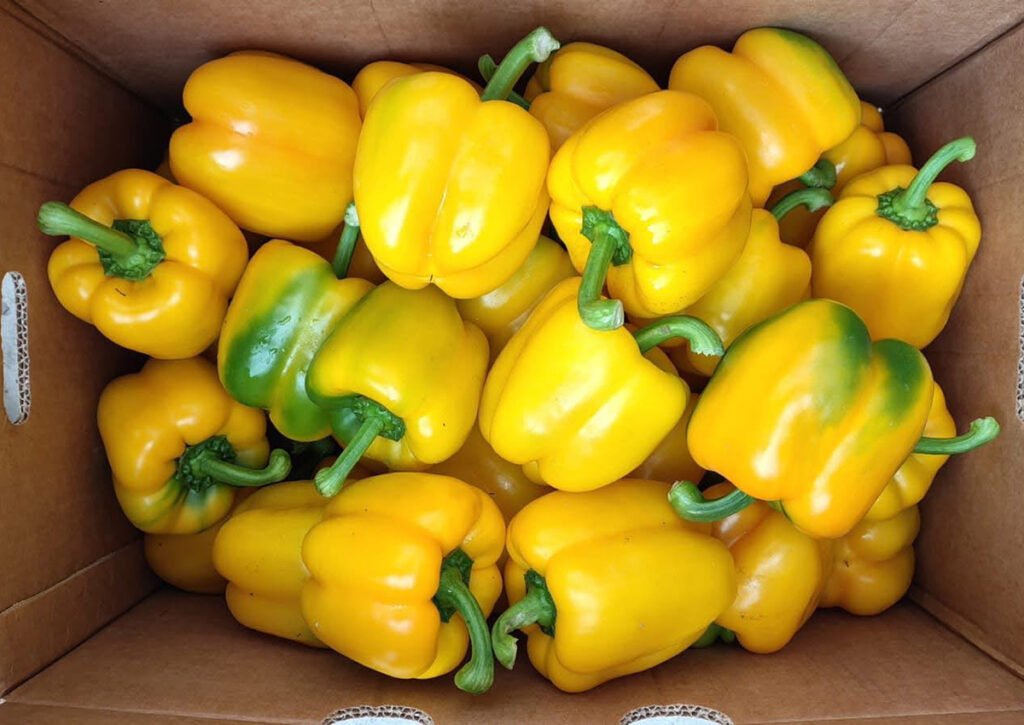 pimiento morrón Guanajuato 1