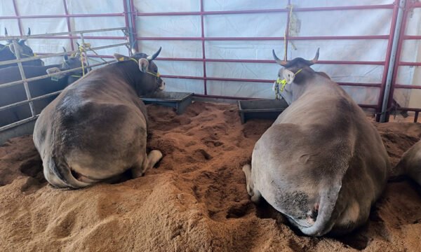 rabia paralítica bovina caso en Tonila Jalisco
