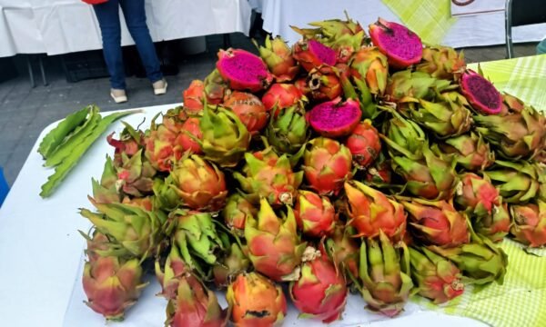 pitahaya jalisco