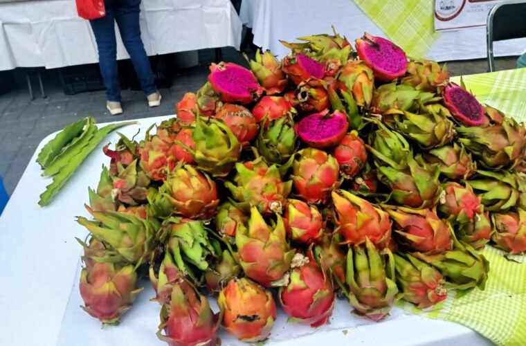 pitahaya jalisco