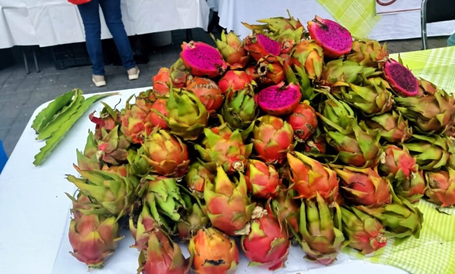 pitahaya jalisco