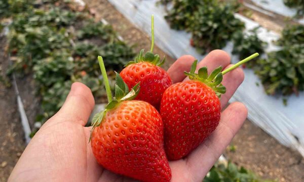 biofungicida fresas UAG 1