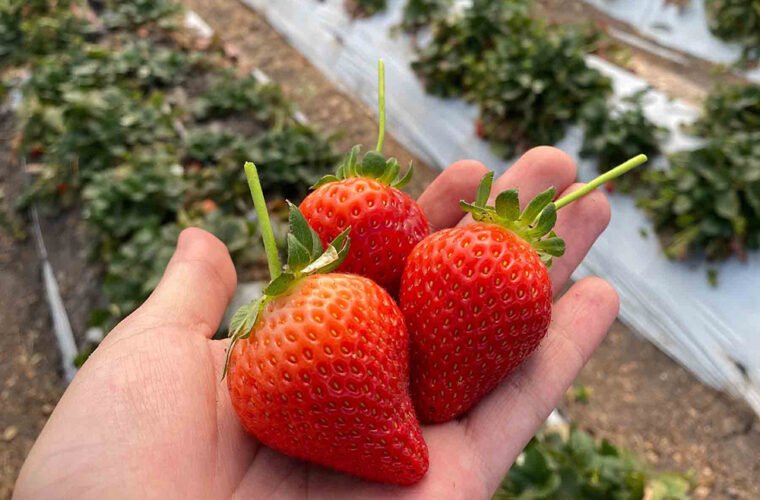 biofungicida fresas UAG 1