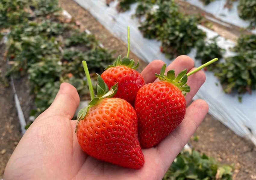 biofungicida fresas UAG 1
