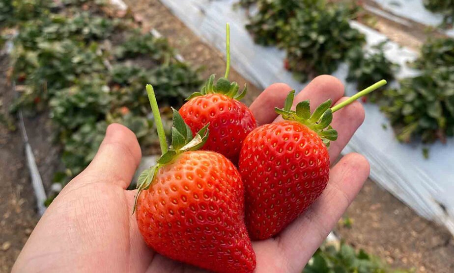 biofungicida fresas UAG 1