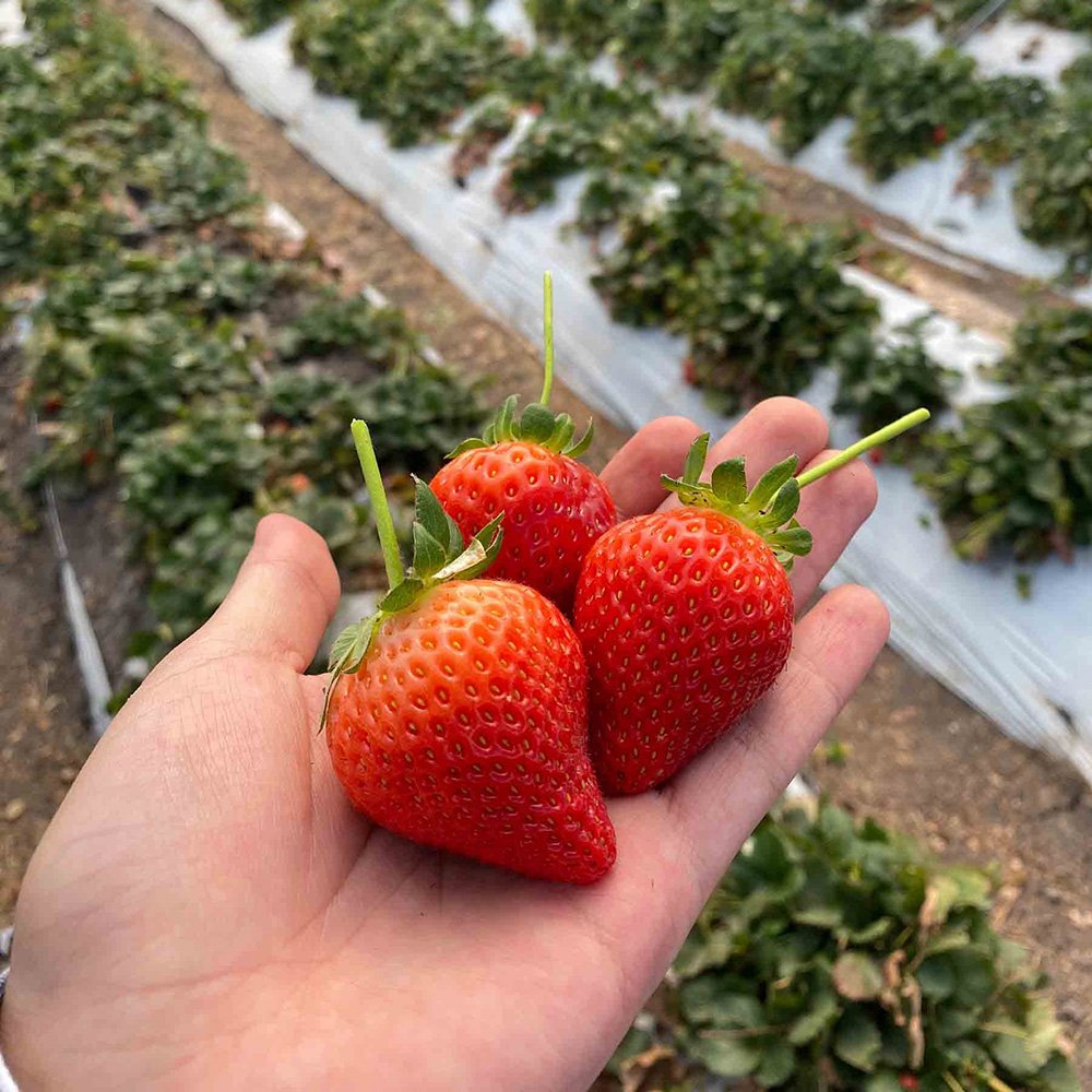 biofungicida fresas UAG 1