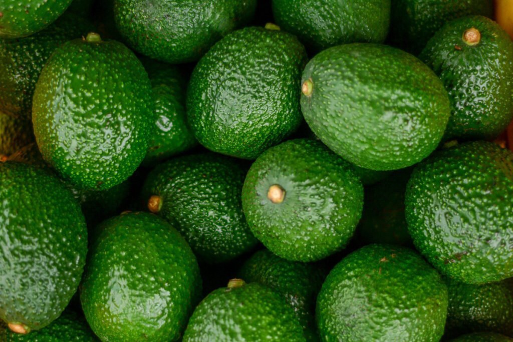 barrenadores del aguacate 1