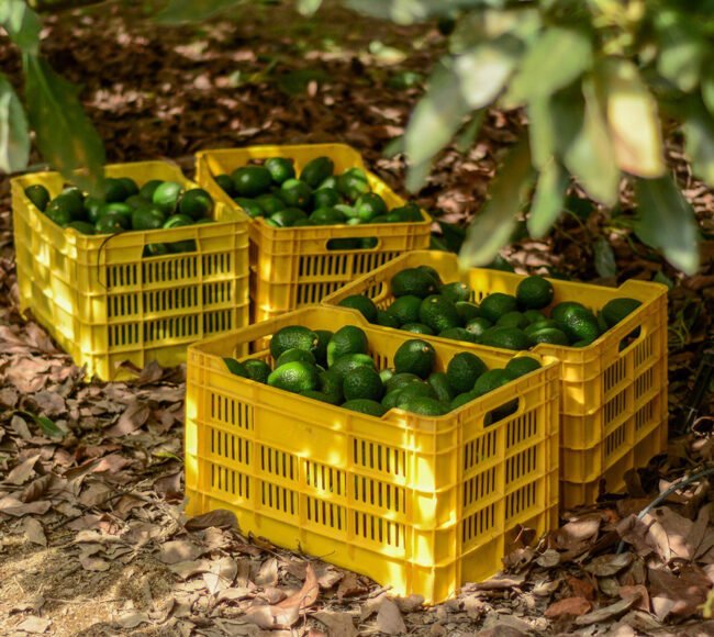 barrenadores del aguacate