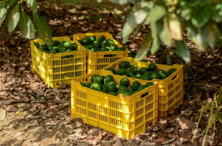 barrenadores del aguacate