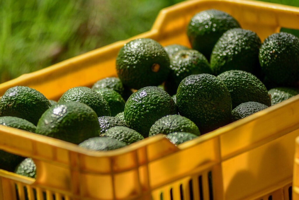 barrenadores del aguacate 2