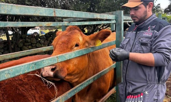 brucelosis muestreo Degollado