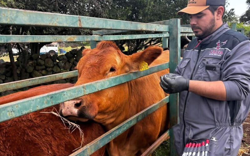 brucelosis muestreo Degollado
