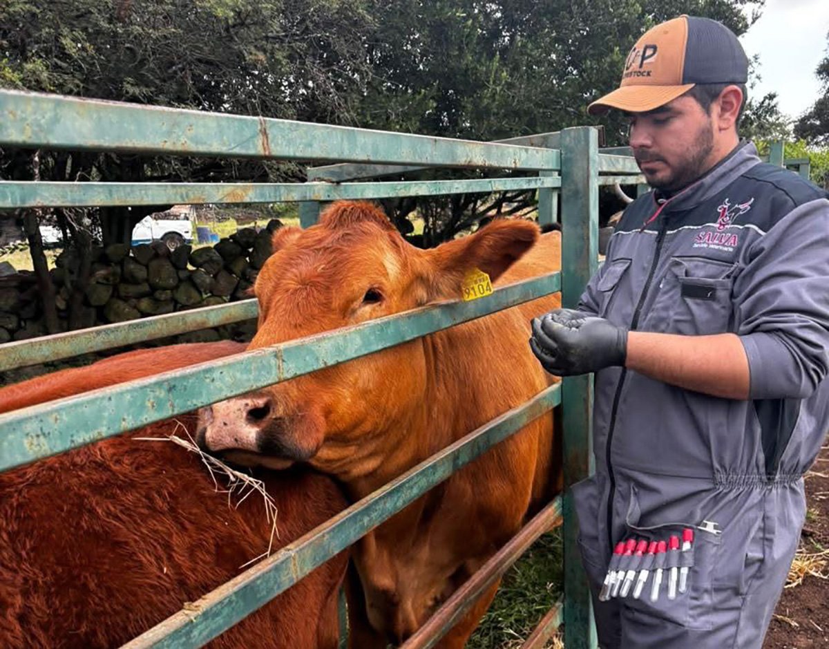 brucelosis muestreo Degollado