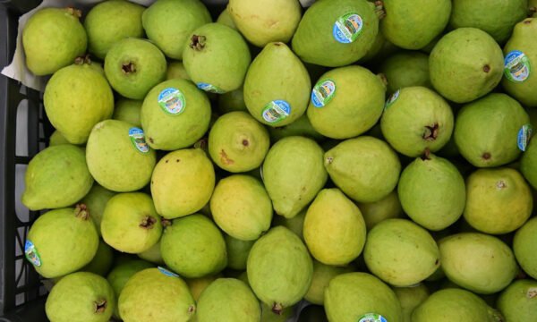 guayaba michoacán
