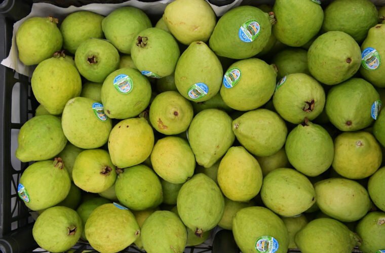 guayaba michoacán