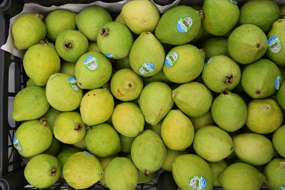 guayaba michoacán
