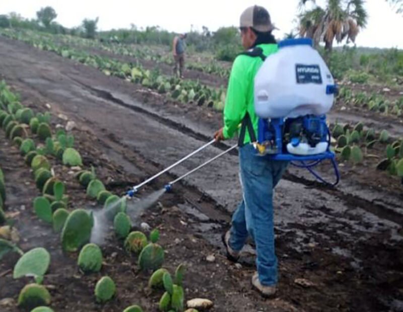 nopal fomento