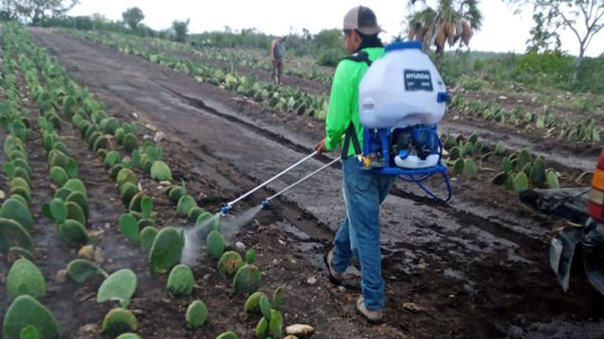 nopal fomento