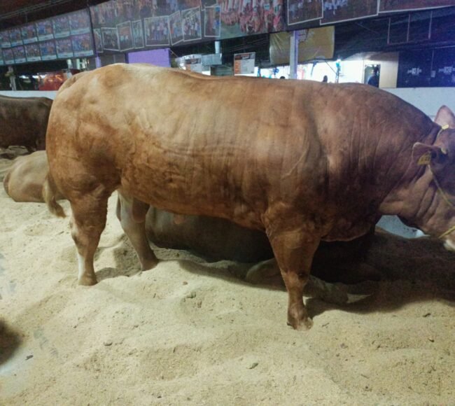 limousin carne ganado