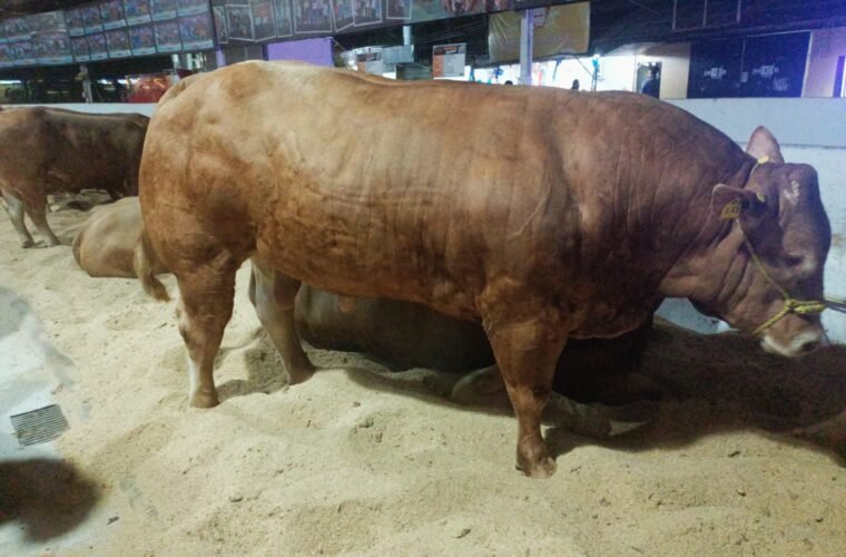 limousin carne ganado