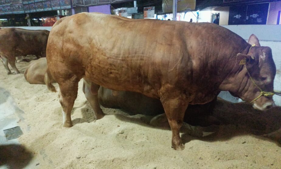 limousin carne ganado