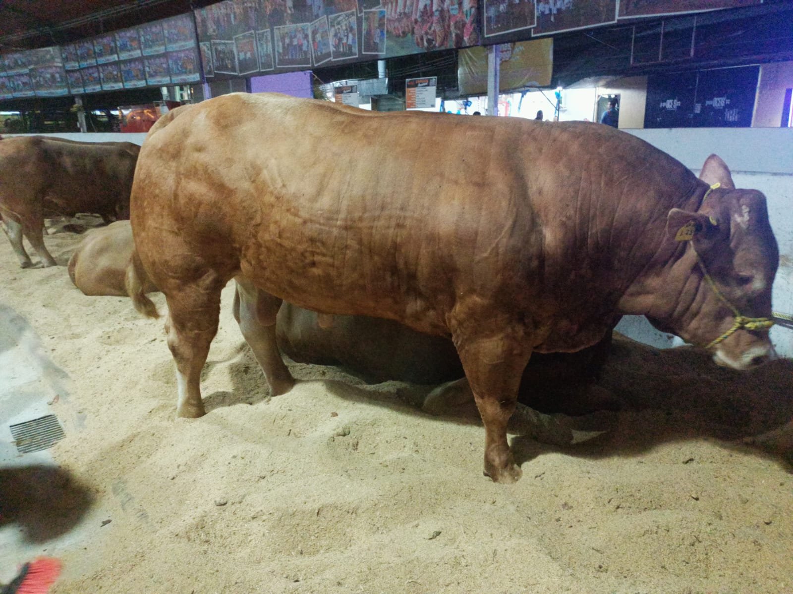 limousin carne ganado