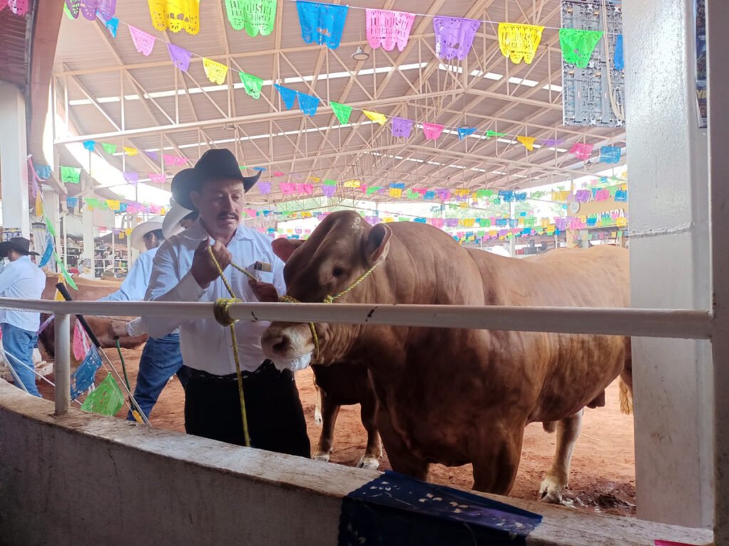 limousin carne ganado 1