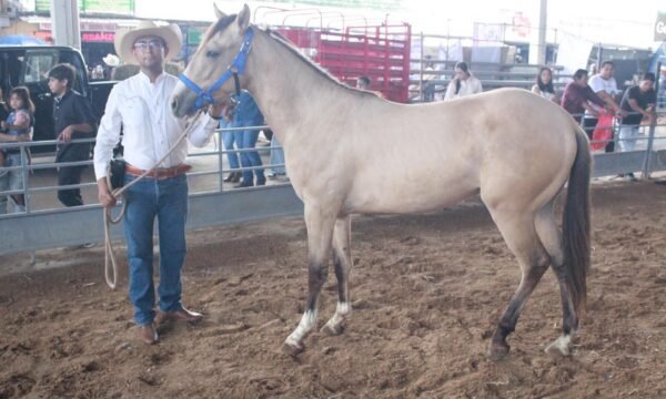 caballo criollo mexicano