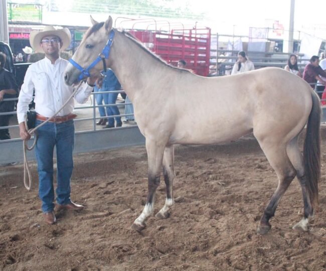 caballo criollo mexicano