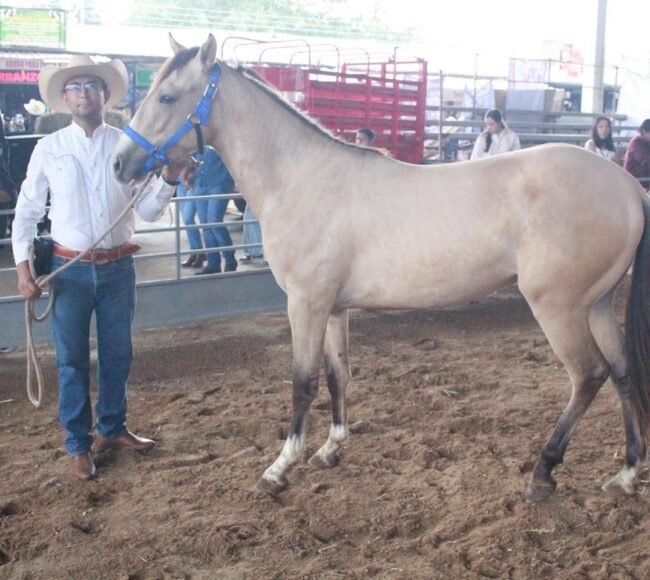 caballo criollo mexicano