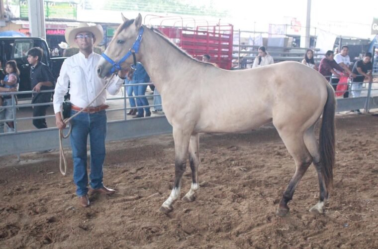 caballo criollo mexicano